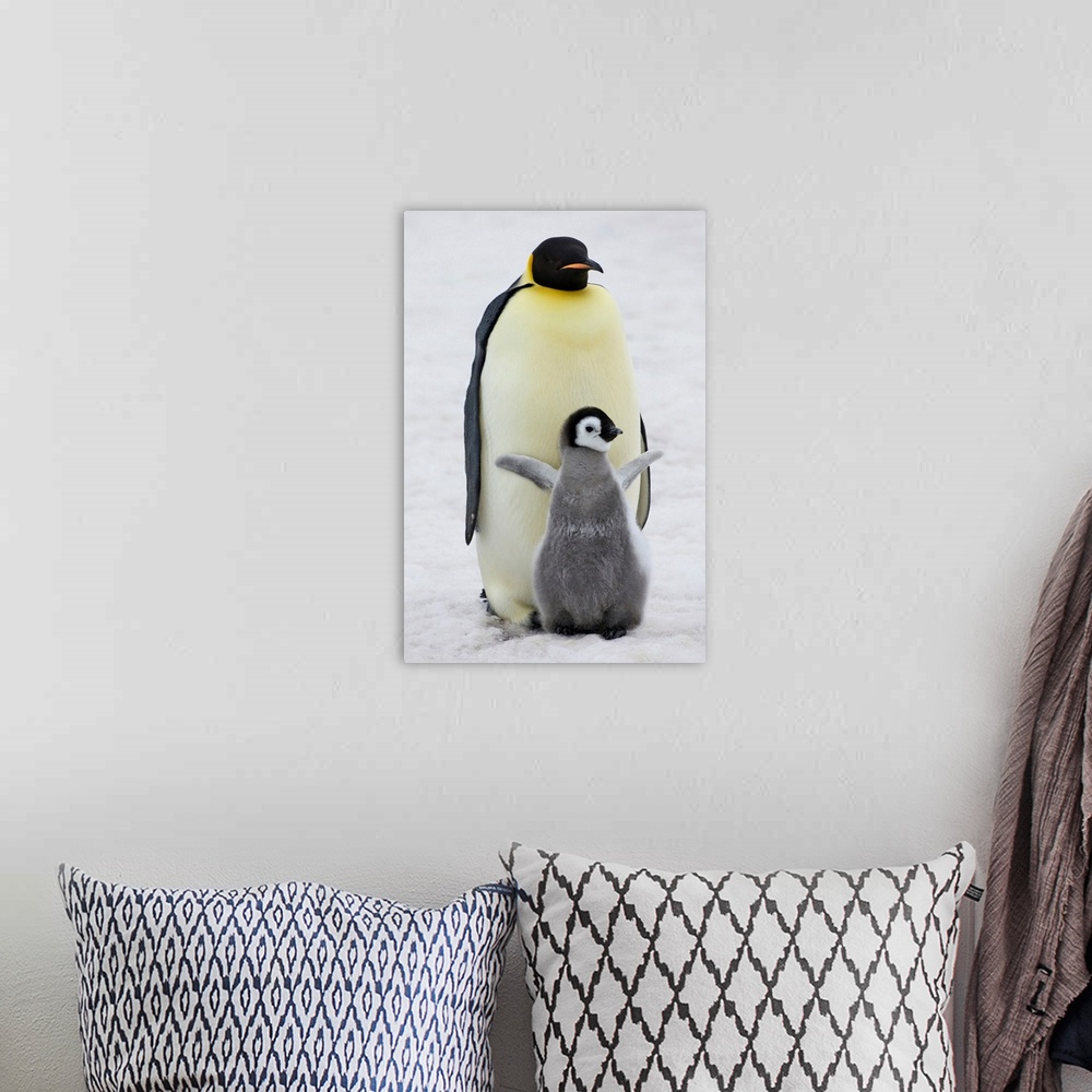 A bohemian room featuring Emperor Penguin (Aptenodytes forsteri) parent with chick on ice, Snow Hill Island, Antarctica.