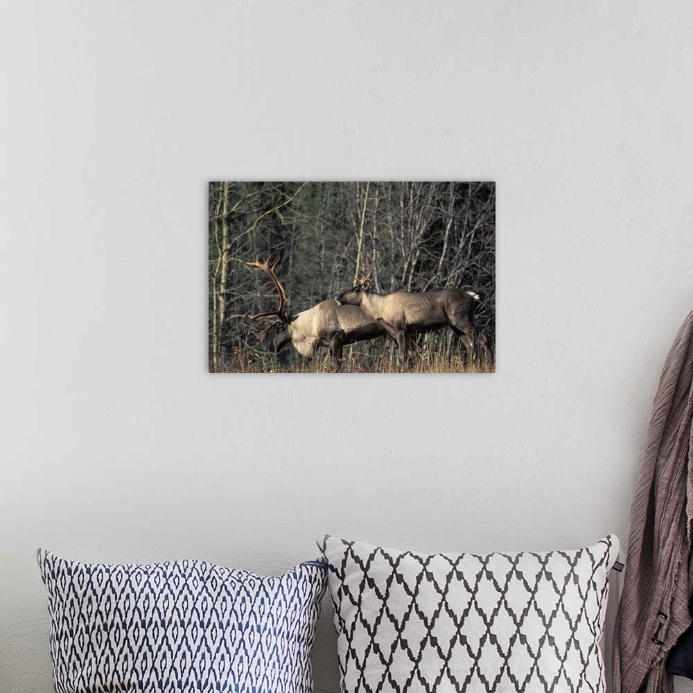 A bohemian room featuring Endangered woodland caribou, Rangifer tarandus, bull and a cow along a forest in the southern Yuk...