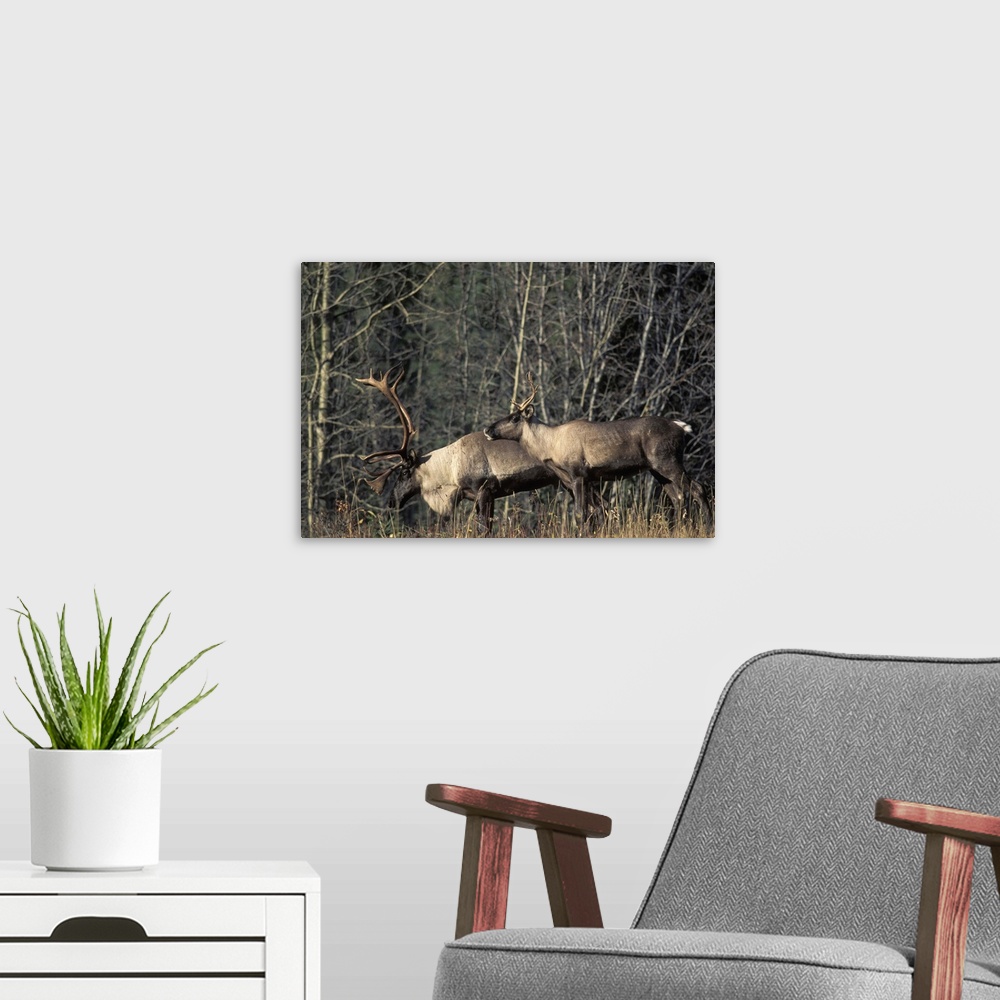 A modern room featuring Endangered woodland caribou, Rangifer tarandus, bull and a cow along a forest in the southern Yuk...