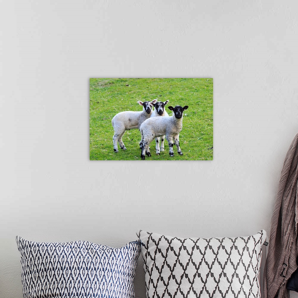 A bohemian room featuring England, West Yorkshire. Landscape, hills, valleys, fields, pastures, grazing lands. Sheep, lambs.