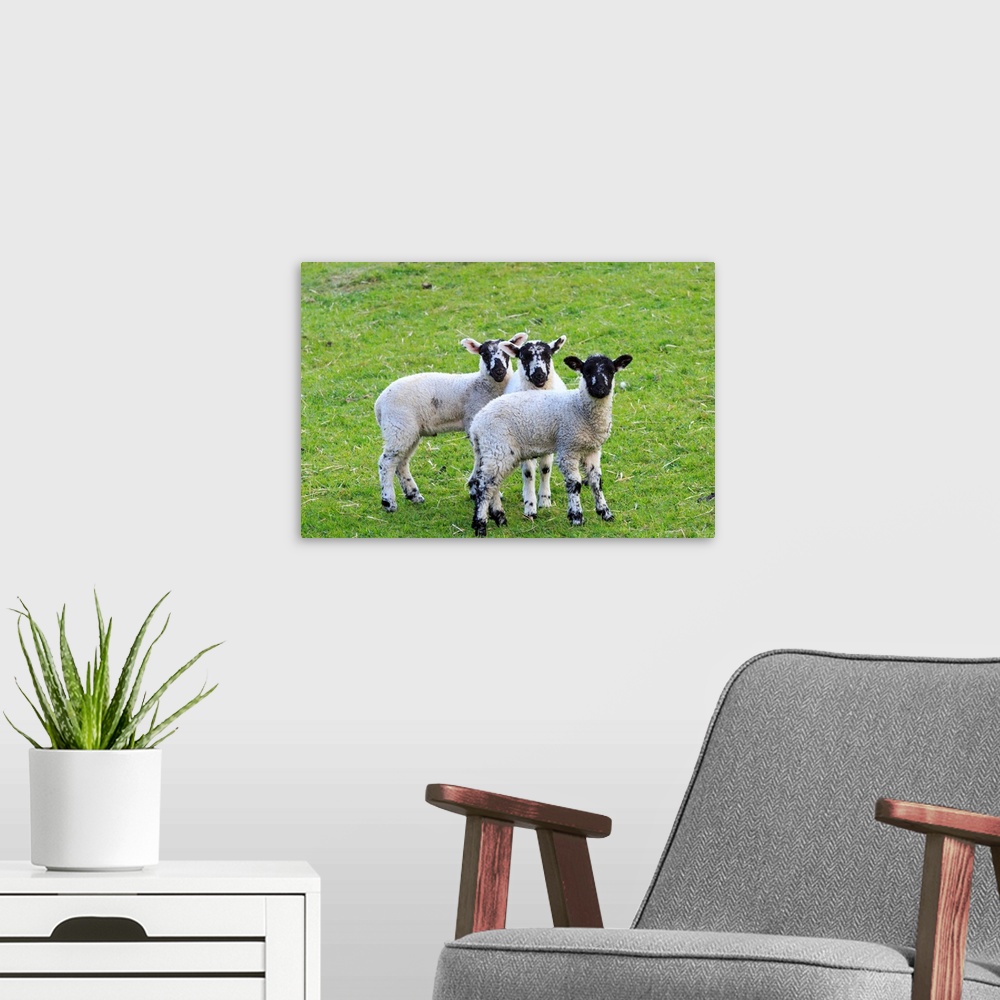 A modern room featuring England, West Yorkshire. Landscape, hills, valleys, fields, pastures, grazing lands. Sheep, lambs.