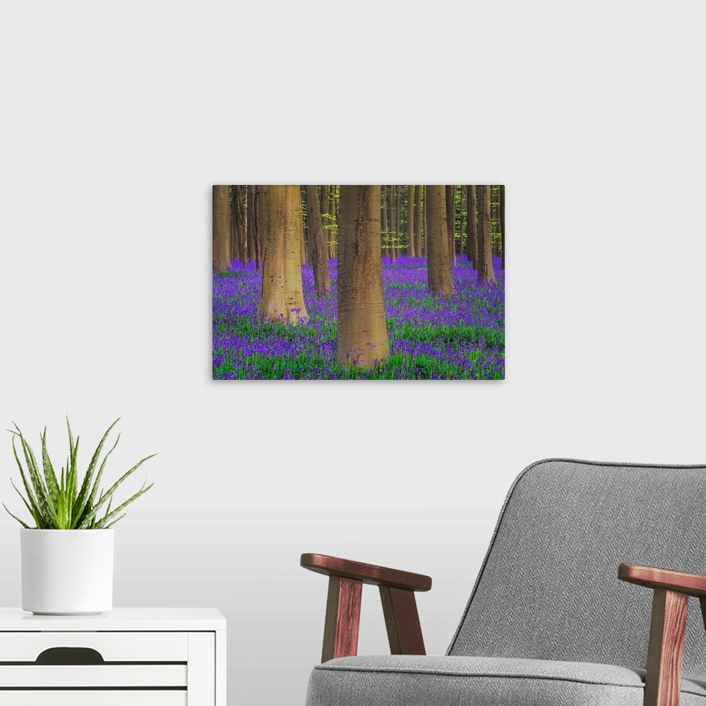 A modern room featuring Europe, Belgium. Hallerbos Forest with trees and bluebells. Credit: Jim Nilsen