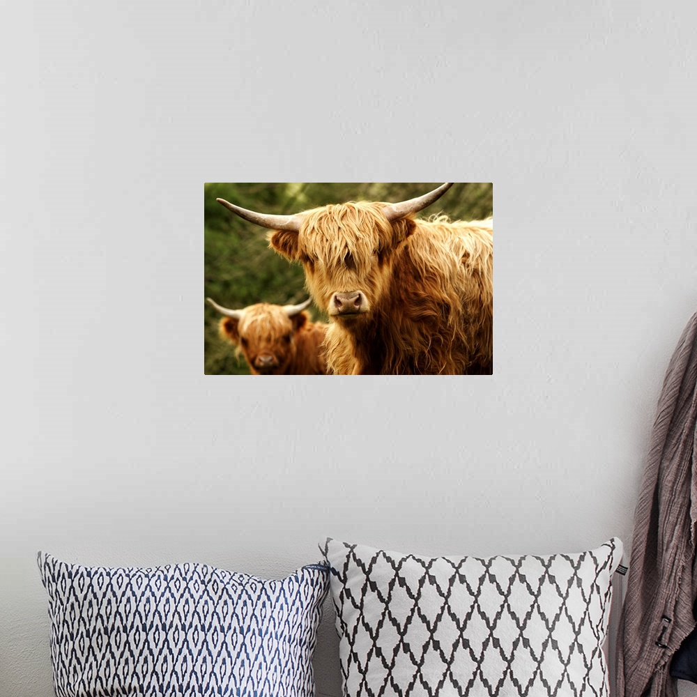 A bohemian room featuring Europe, England, Yorkshire, Highland Cattle