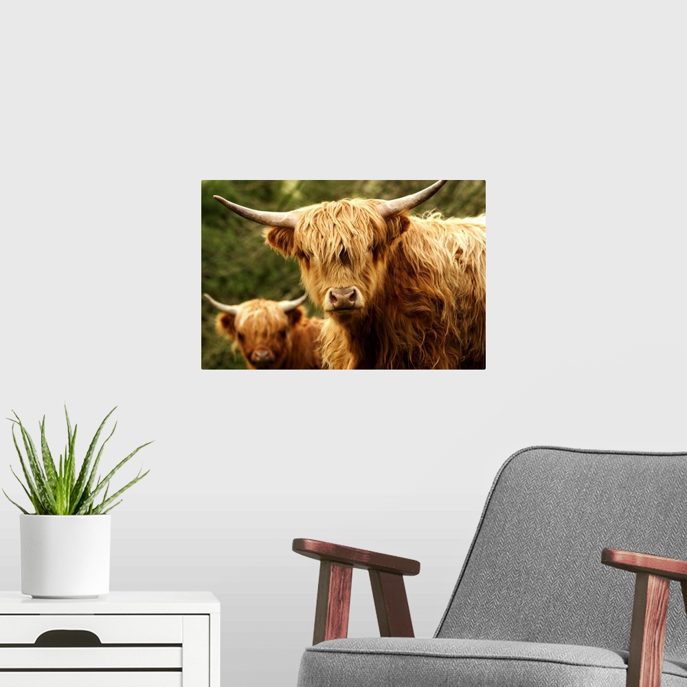 A modern room featuring Europe, England, Yorkshire, Highland Cattle