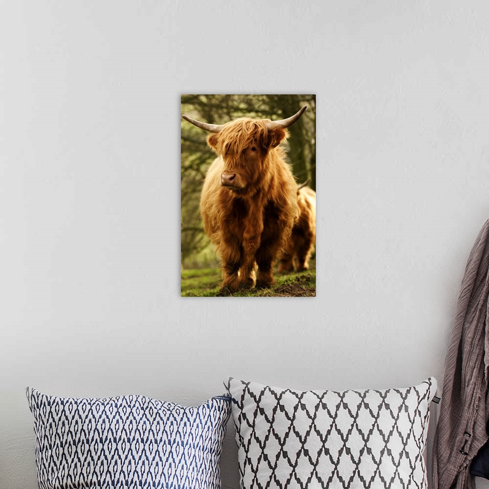 A bohemian room featuring Europe, England, Yorkshire, Highland Cattle