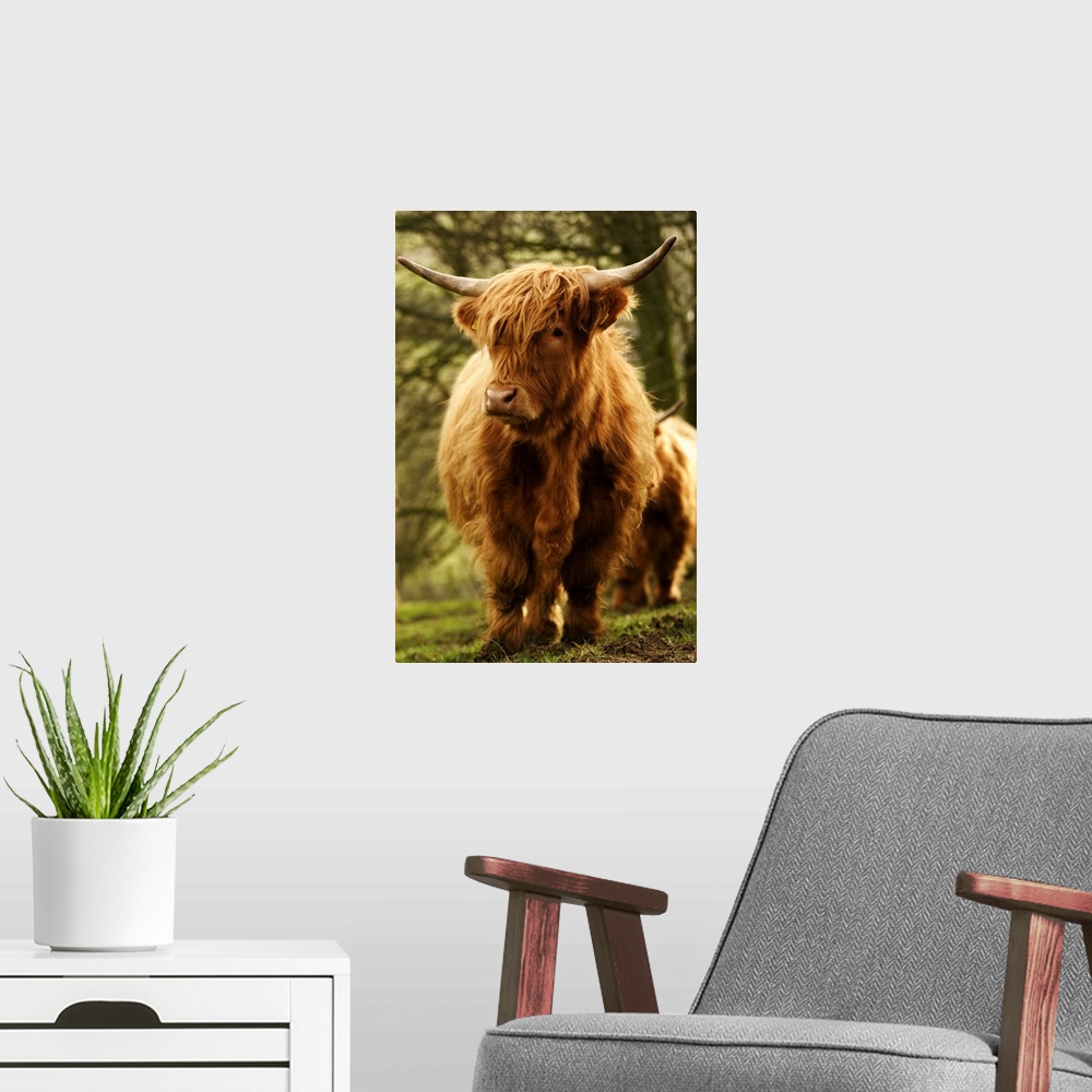A modern room featuring Europe, England, Yorkshire, Highland Cattle