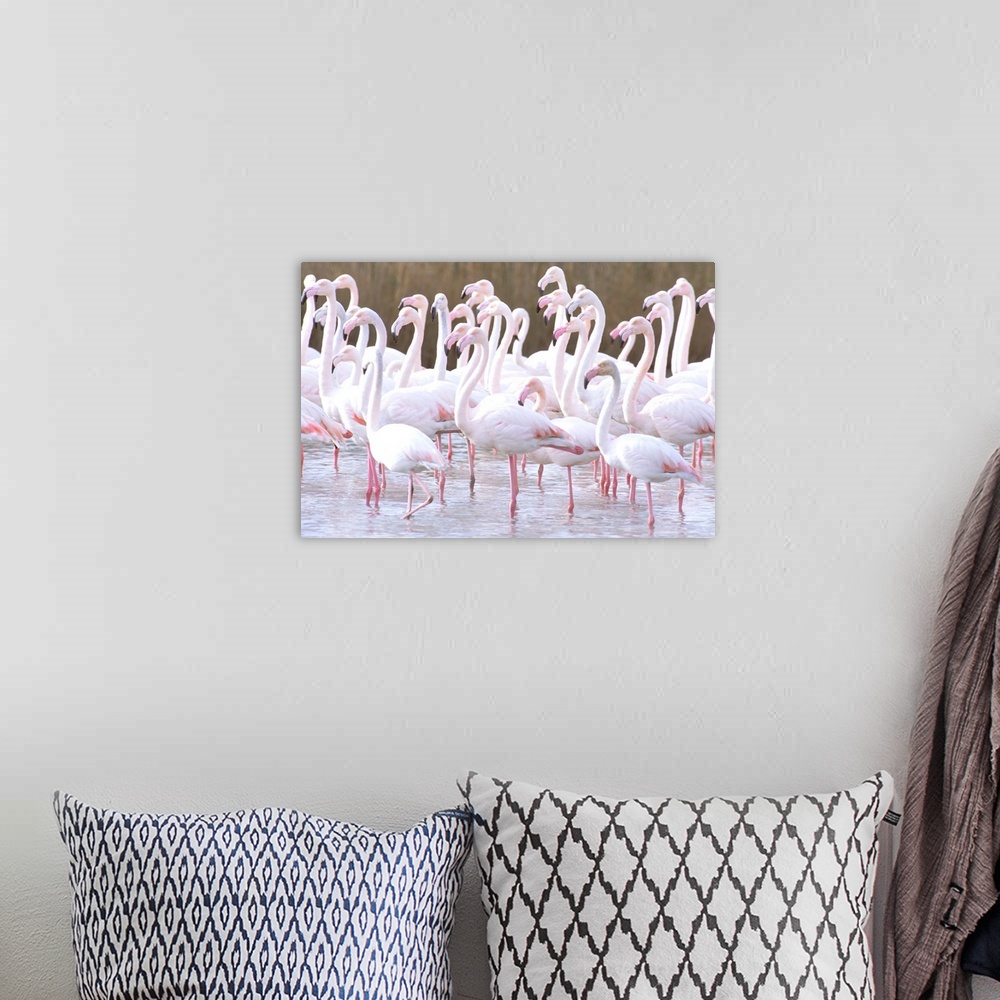 A bohemian room featuring Europe, France, Greater Flamingo, Phoenicopterus Rubber