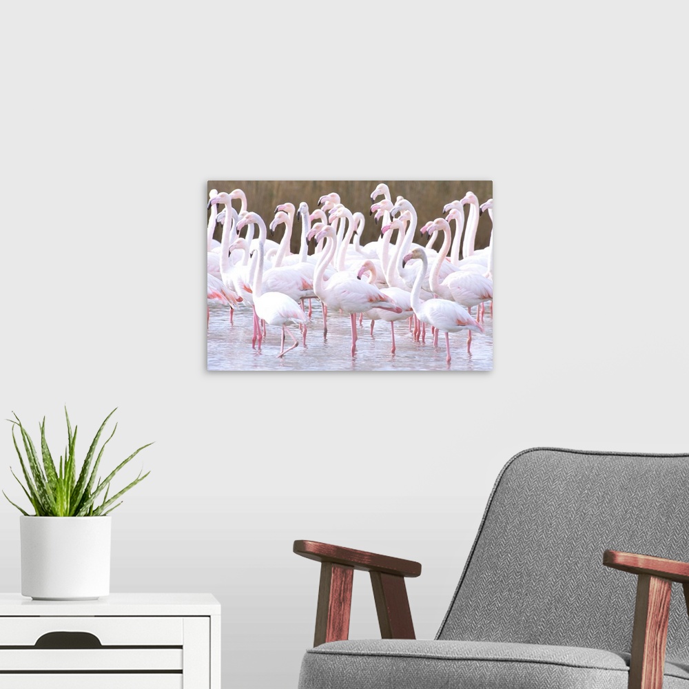 A modern room featuring Europe, France, Greater Flamingo, Phoenicopterus Rubber