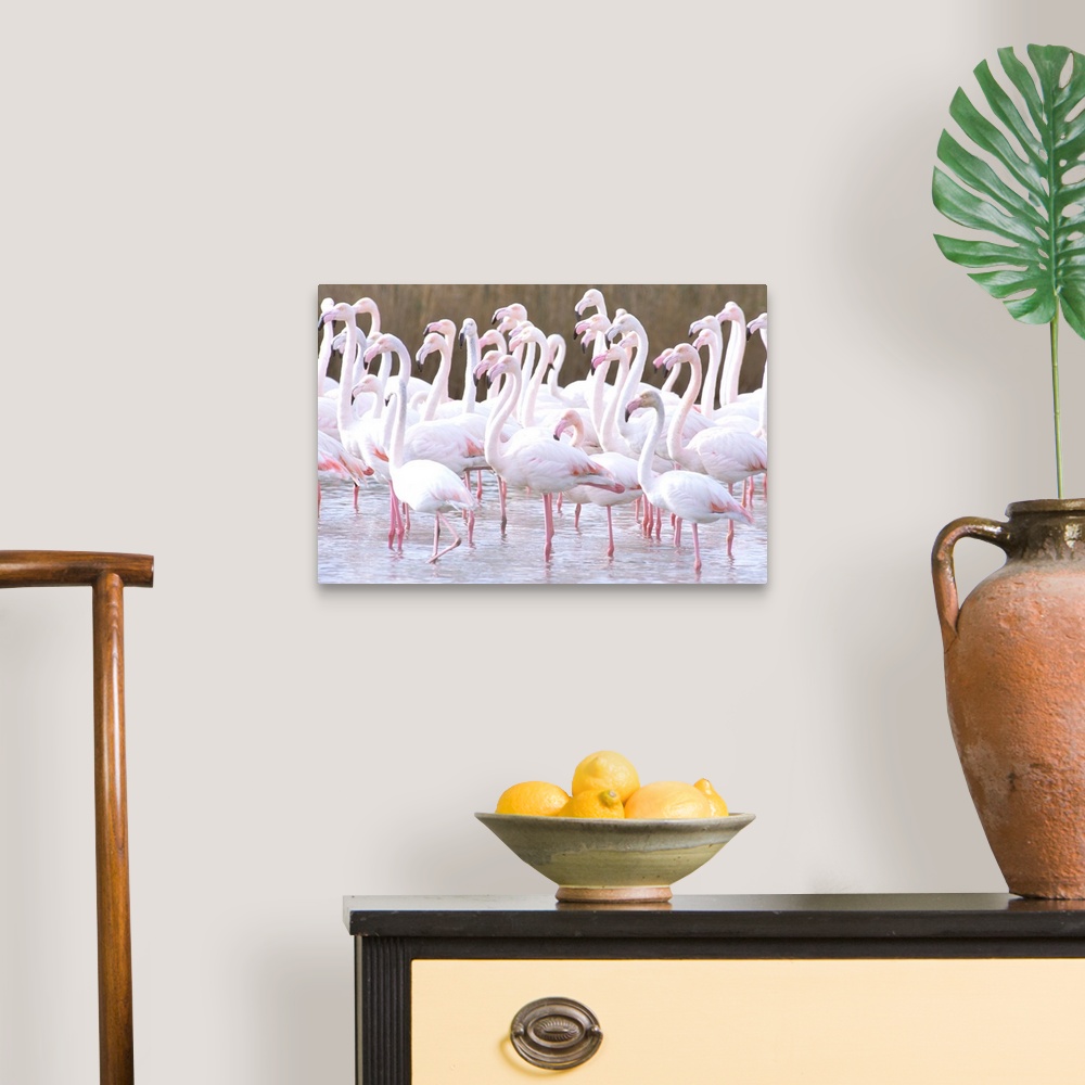 A traditional room featuring Europe, France, Greater Flamingo, Phoenicopterus Rubber