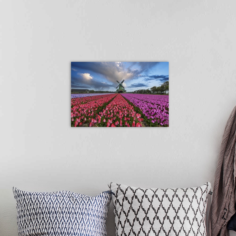A bohemian room featuring Europe, Holland. Composite of windmill and rows of tulips.