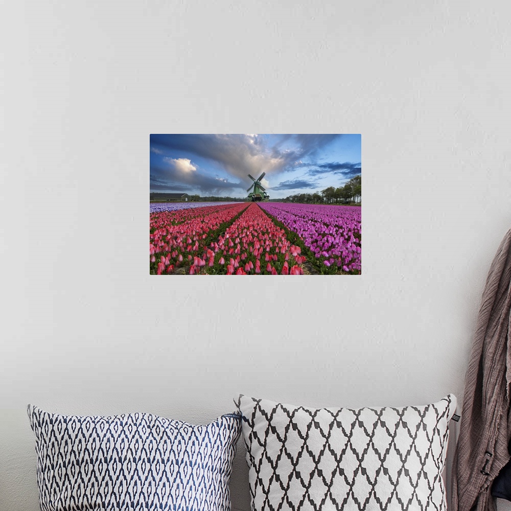 A bohemian room featuring Europe, Holland. Composite of windmill and rows of tulips.