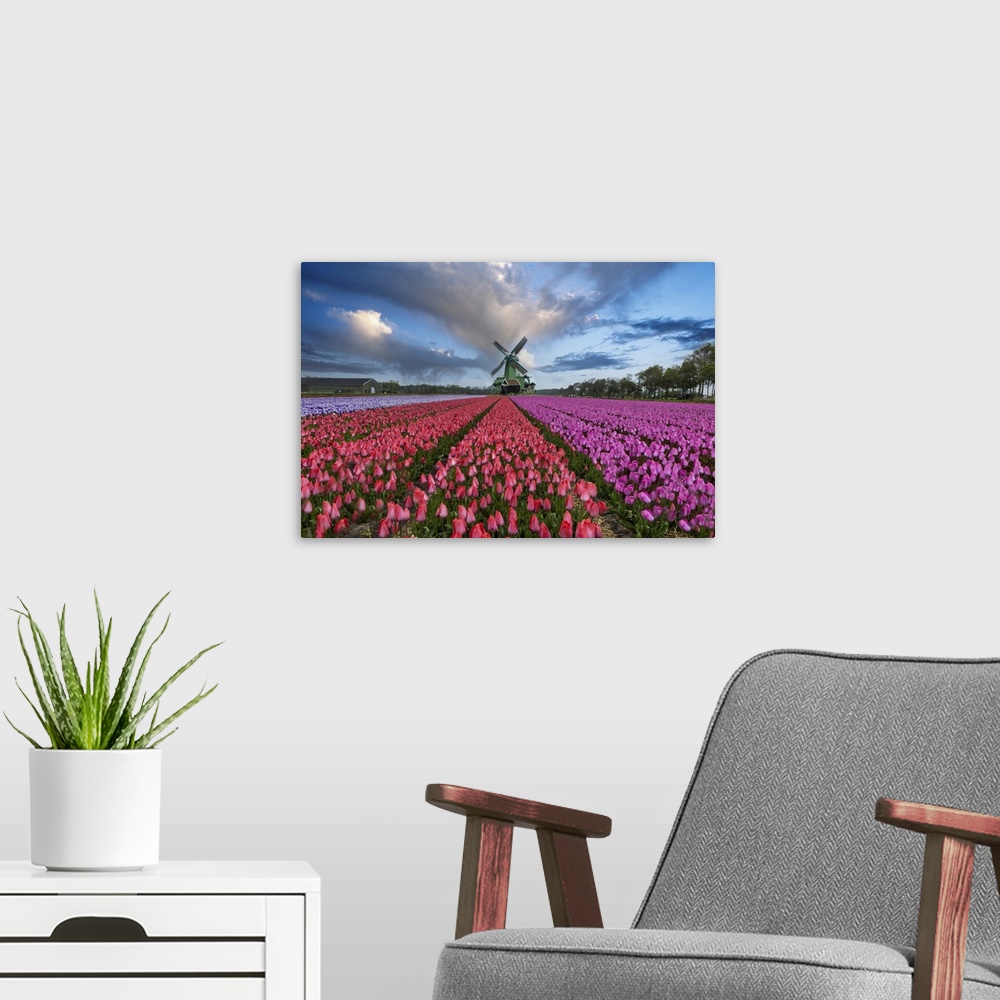 A modern room featuring Europe, Holland. Composite of windmill and rows of tulips.