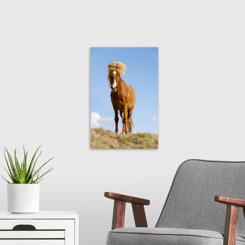 A modern room featuring Europe, Iceland, Lake Myvatin, Icelandic horse. Portrait of an Icelandic horse.