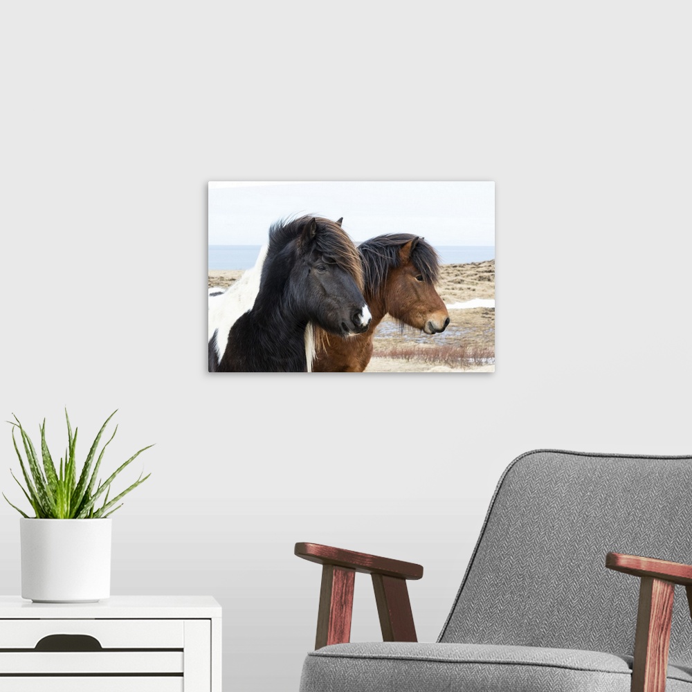 A modern room featuring Europe, Iceland, North Iceland, near Akureyri. Icelandic horses have thick manes and coats that p...