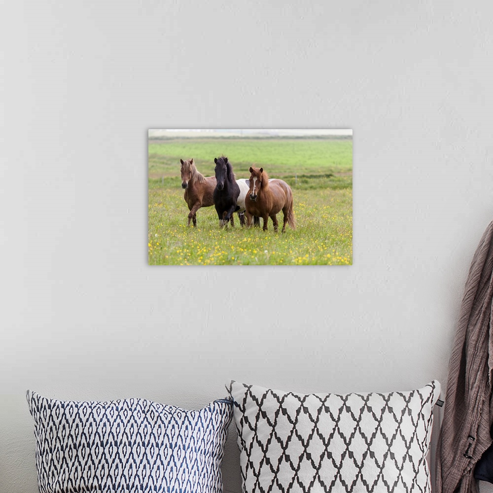 A bohemian room featuring Europe, Iceland, Southwest Iceland. Icelandic horses enjoy a wildflower strewn field.