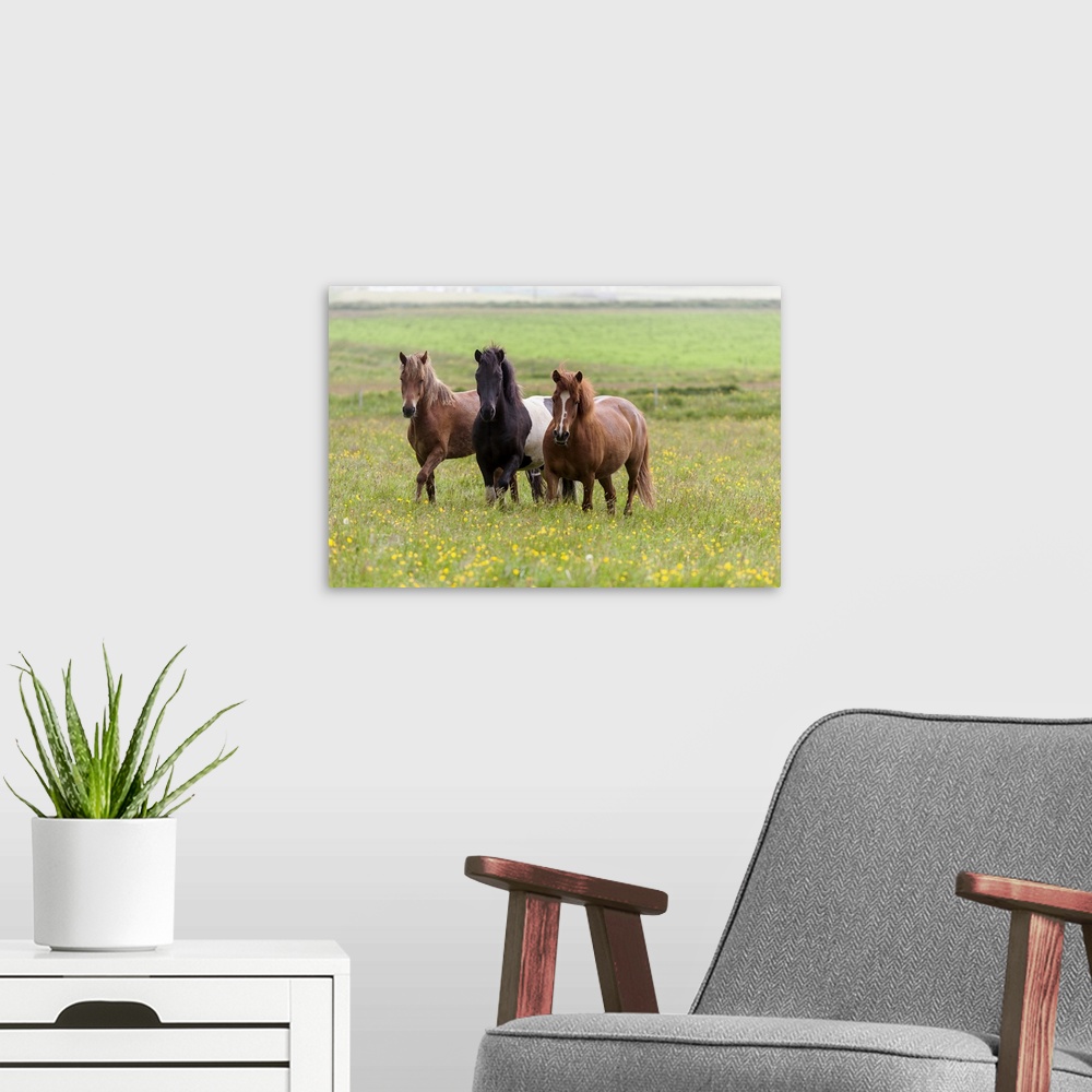 A modern room featuring Europe, Iceland, Southwest Iceland. Icelandic horses enjoy a wildflower strewn field.