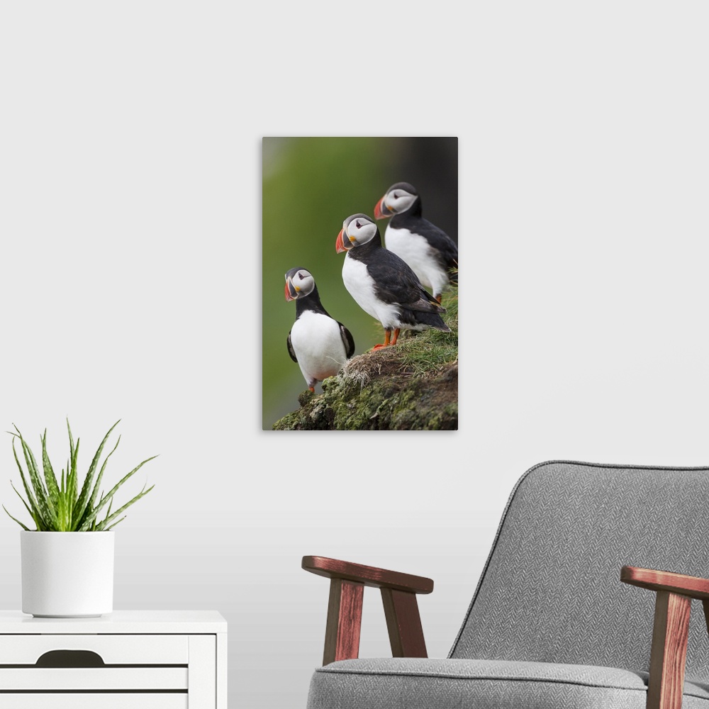 A modern room featuring Europe, Iceland, Westfjords, Atlantic puffins, Fratercula arctica. A group of Atlantic puffins on...