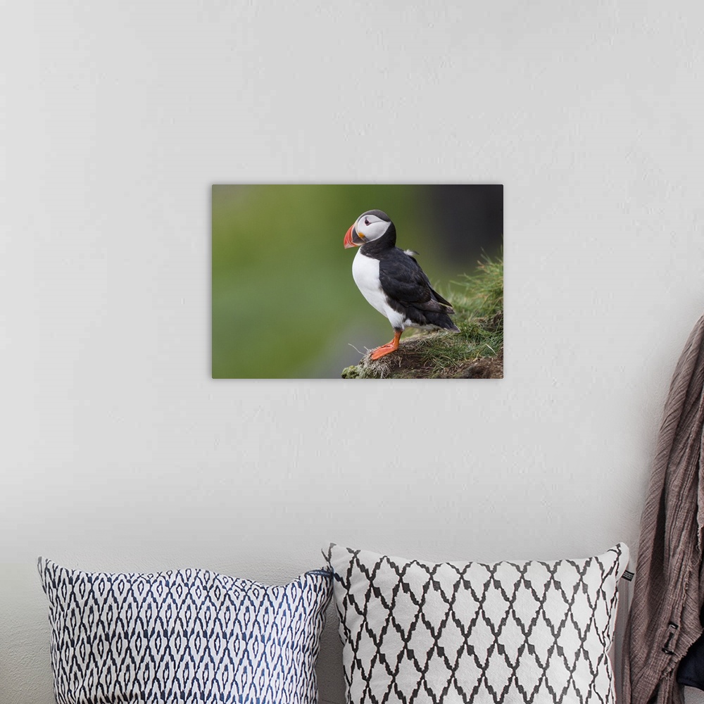 A bohemian room featuring Europe, Iceland, Westfjords, Atlantic puffins, Fratercula arctica. Atlantic puffin looking over a...