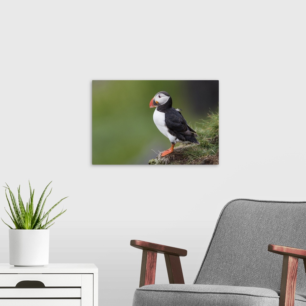 A modern room featuring Europe, Iceland, Westfjords, Atlantic puffins, Fratercula arctica. Atlantic puffin looking over a...