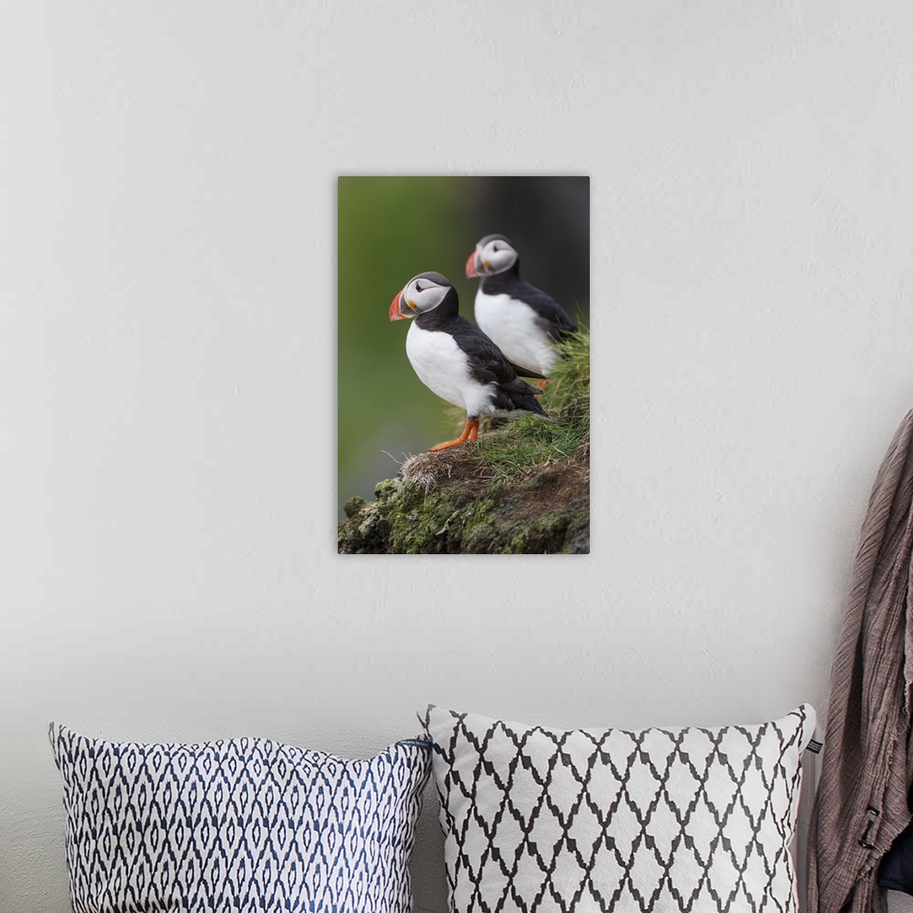 A bohemian room featuring Europe, Iceland, Westfjords, Atlantic puffins, Fratercula arctica. A group of Atlantic puffins on...