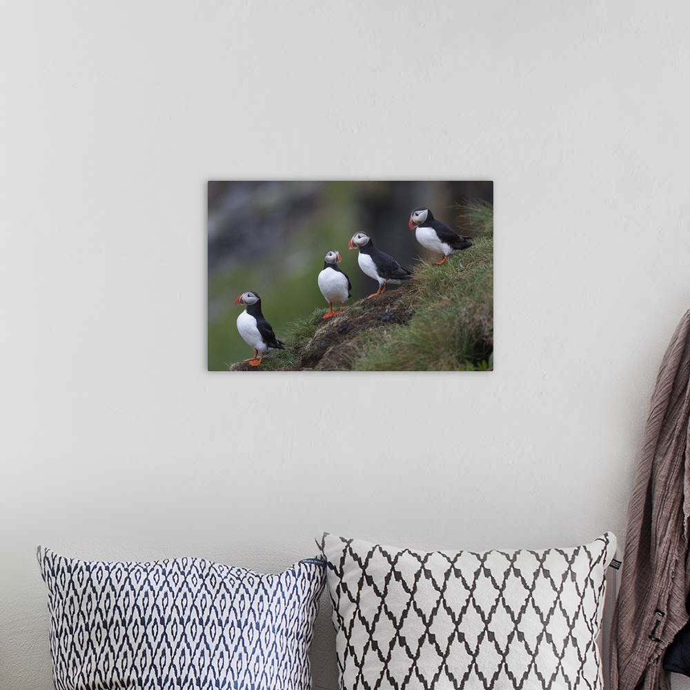 A bohemian room featuring Europe, Iceland, Westfjords, Atlantic puffins, Fratercula arctica. A group of Atlantic puffins on...