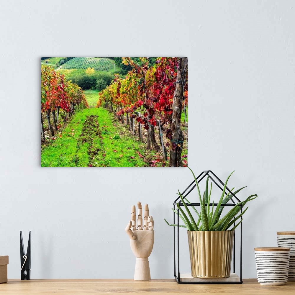 A bohemian room featuring Europe, Italy, Tuscany, Chianti, Autumn Vinyards Rows with Bright Color.