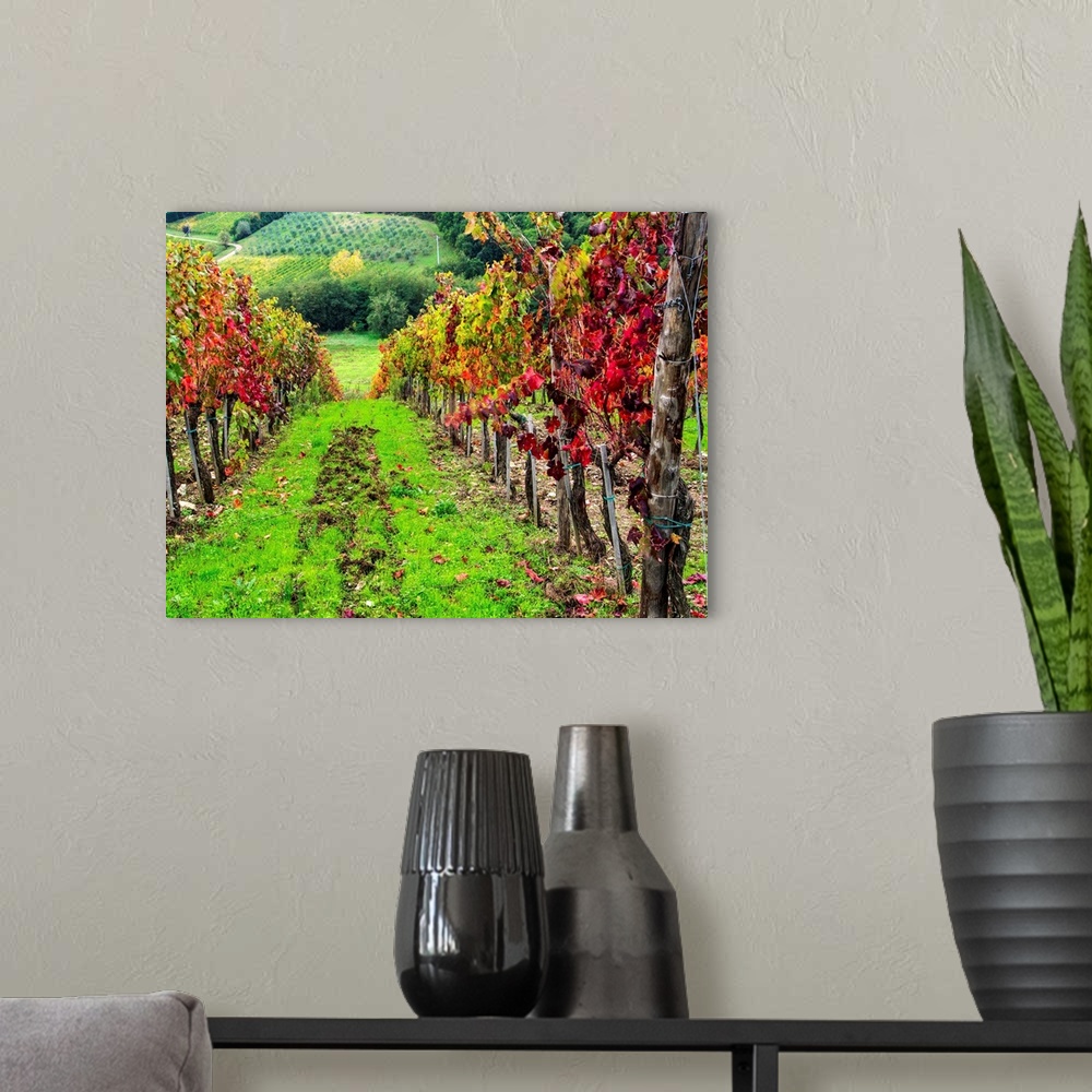 A modern room featuring Europe, Italy, Tuscany, Chianti, Autumn Vinyards Rows with Bright Color.