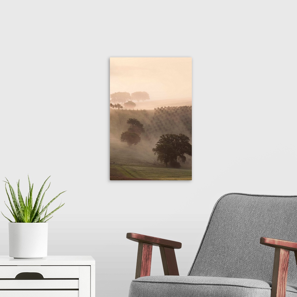 A modern room featuring Europe, Italy, Tuscany. Fog drifts around vines and olive trees at sunrise.