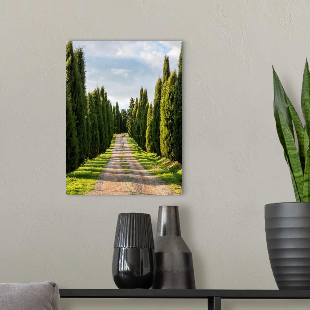 A modern room featuring Europe, Italy, Tuscany, Long Driveway lined with Cypress trees.