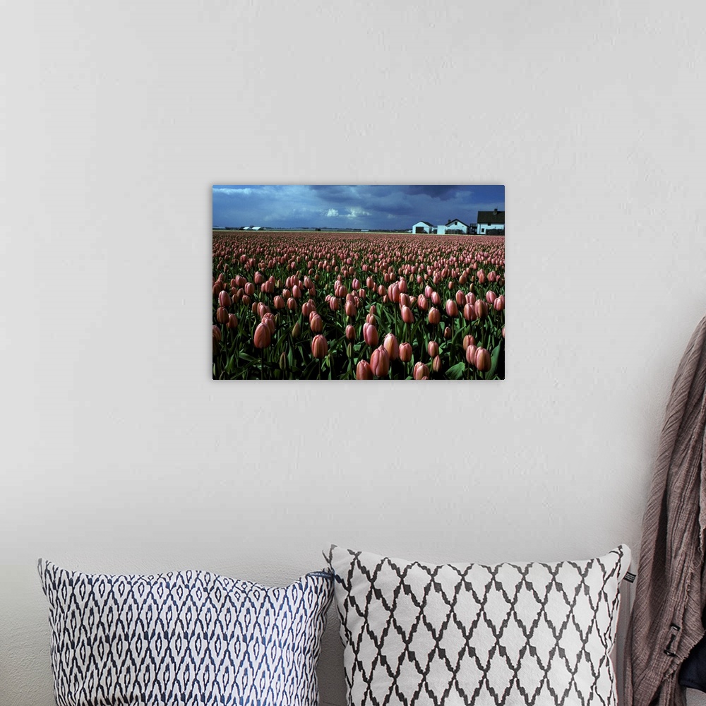 A bohemian room featuring Europe, Netherlands, Sassenheim. Tulip farm