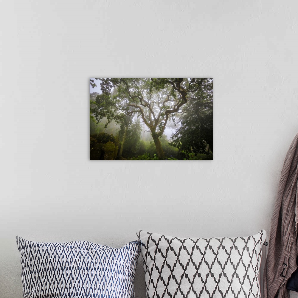 A bohemian room featuring Europe, Portugal, Sintra. Forest in fog. Credit: Jim Nilsen / Jaynes Gallery