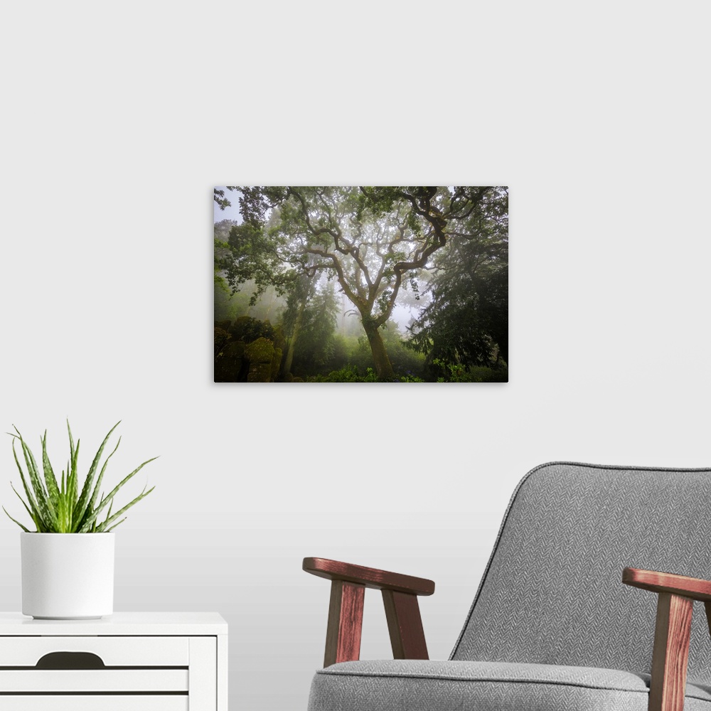 A modern room featuring Europe, Portugal, Sintra. Forest in fog. Credit: Jim Nilsen / Jaynes Gallery