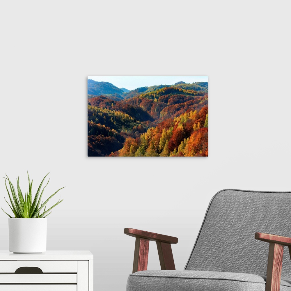 A modern room featuring Europe, Romania, Transylvania, Carpathian Mountains, Magura, Piatra Craiului National Park. Fall ...