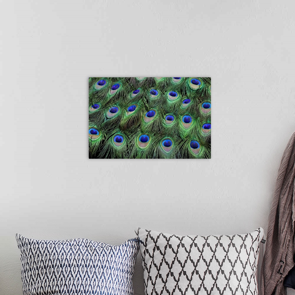 A bohemian room featuring Eye-spots on Male Peacock tail feathers fanned out in colorful designed pattern.