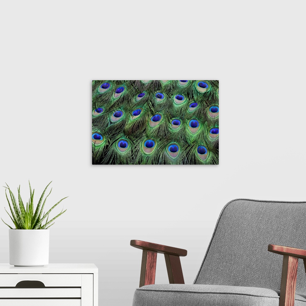 A modern room featuring Eye-spots on Male Peacock tail feathers fanned out in colorful designed pattern.