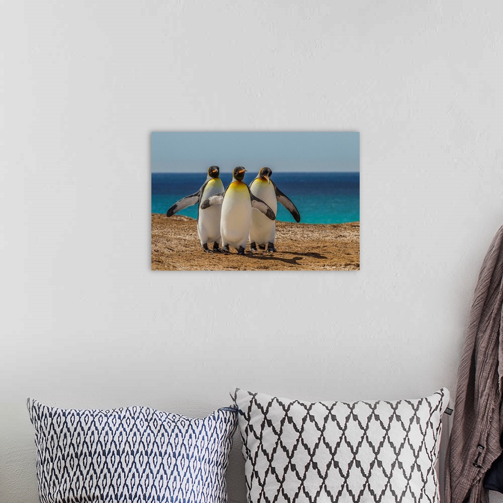 A bohemian room featuring Falkland Islands, East Falkland, Volunteer Point. Three King penguins.