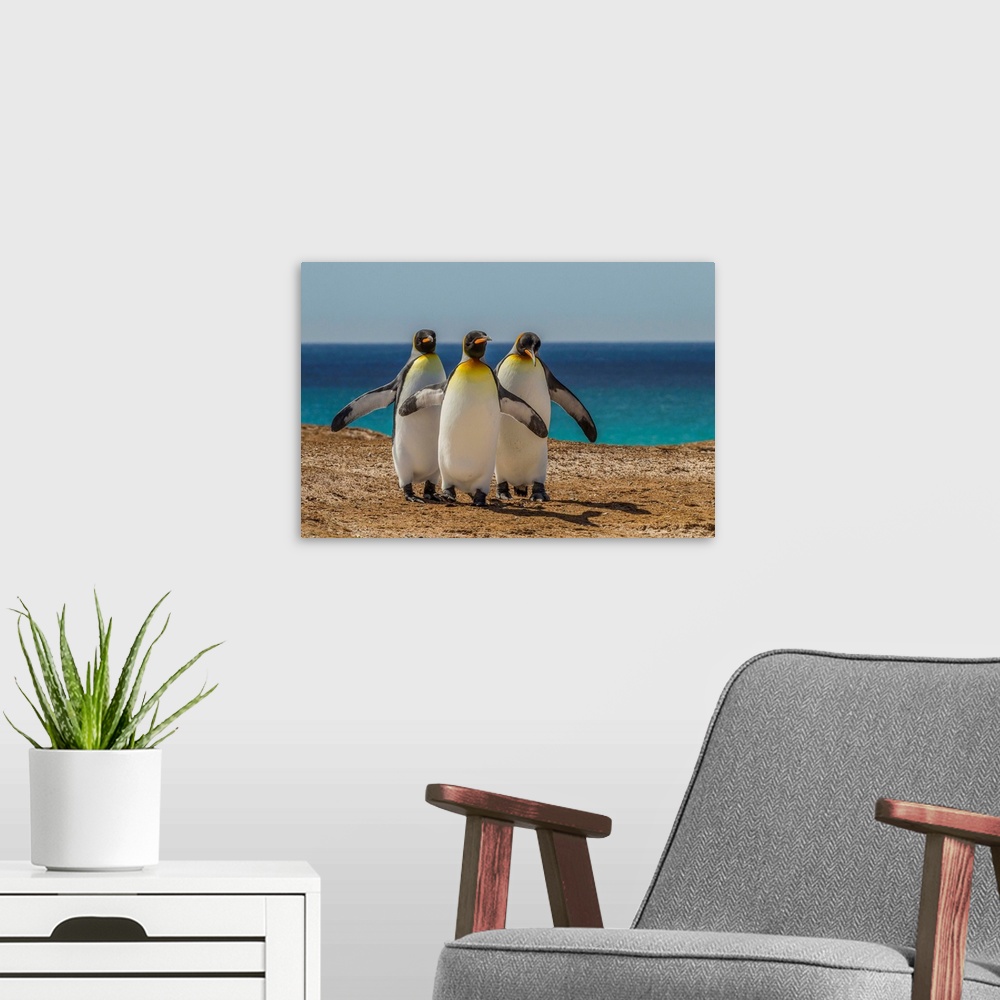 A modern room featuring Falkland Islands, East Falkland, Volunteer Point. Three King penguins.