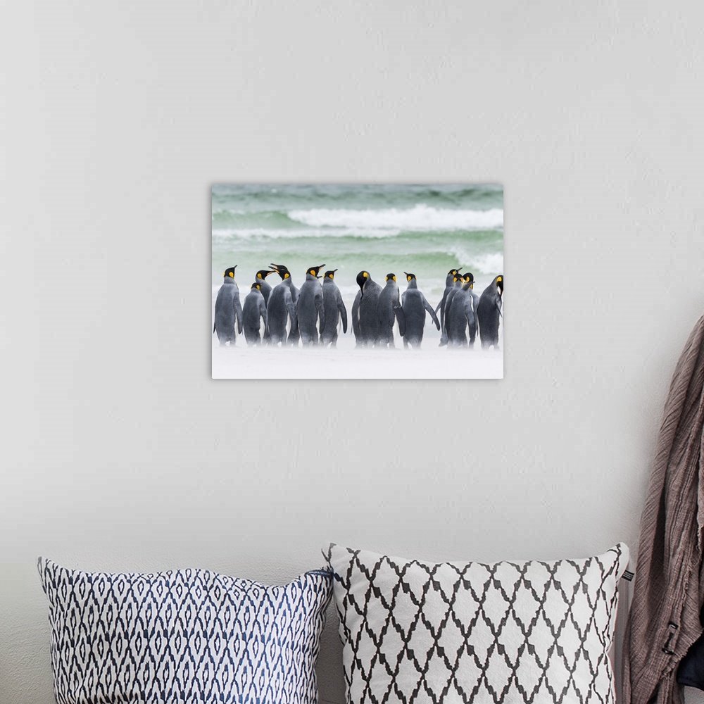 A bohemian room featuring King Penguin (Aptenodytes patagonicus) on the Falkand Islands in the South Atlantic. Group of pen...