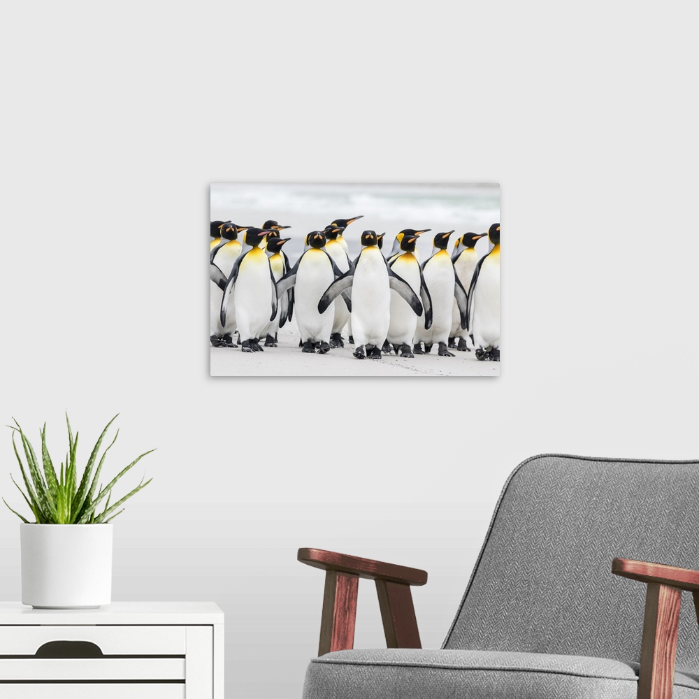A modern room featuring King Penguin (Aptenodytes patagonicus) on the Falkand Islands in the South Atlantic. Group of pen...