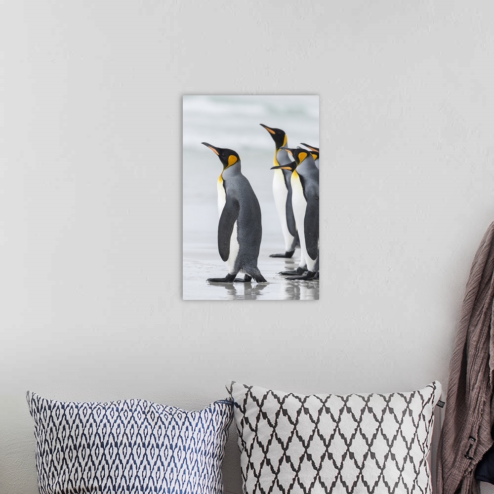 A bohemian room featuring King Penguin (Aptenodytes patagonicus) on the Falkand Islands in the South Atlantic. Group of pen...