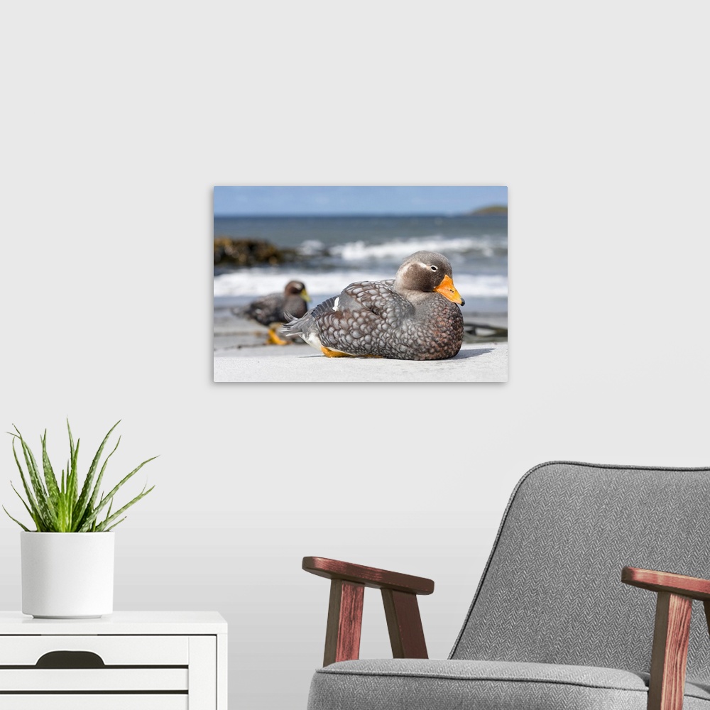 A modern room featuring Falkland flightless steamer duck (Tachyeres brachypterus), a flightless duck endemic to the Falkl...