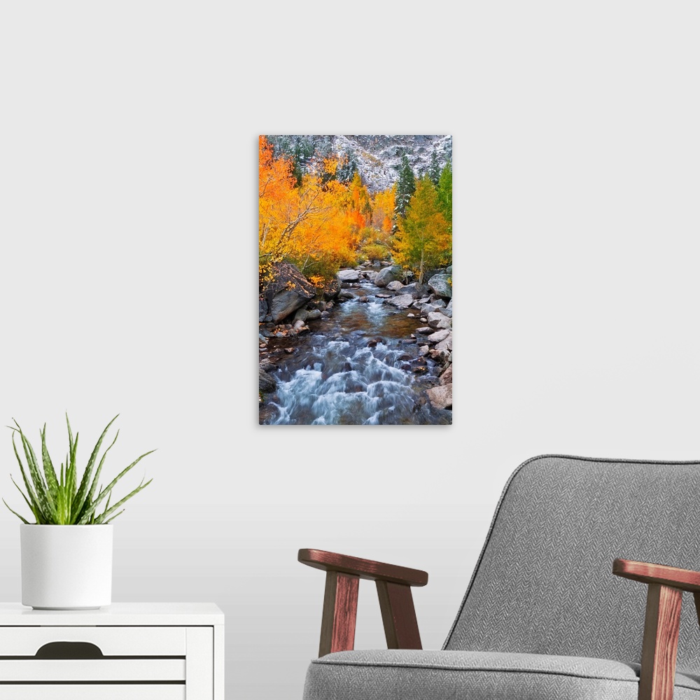 A modern room featuring Fall color along Bishop Creek, Inyo National Forest, Sierra Nevada Mountains, California USA.