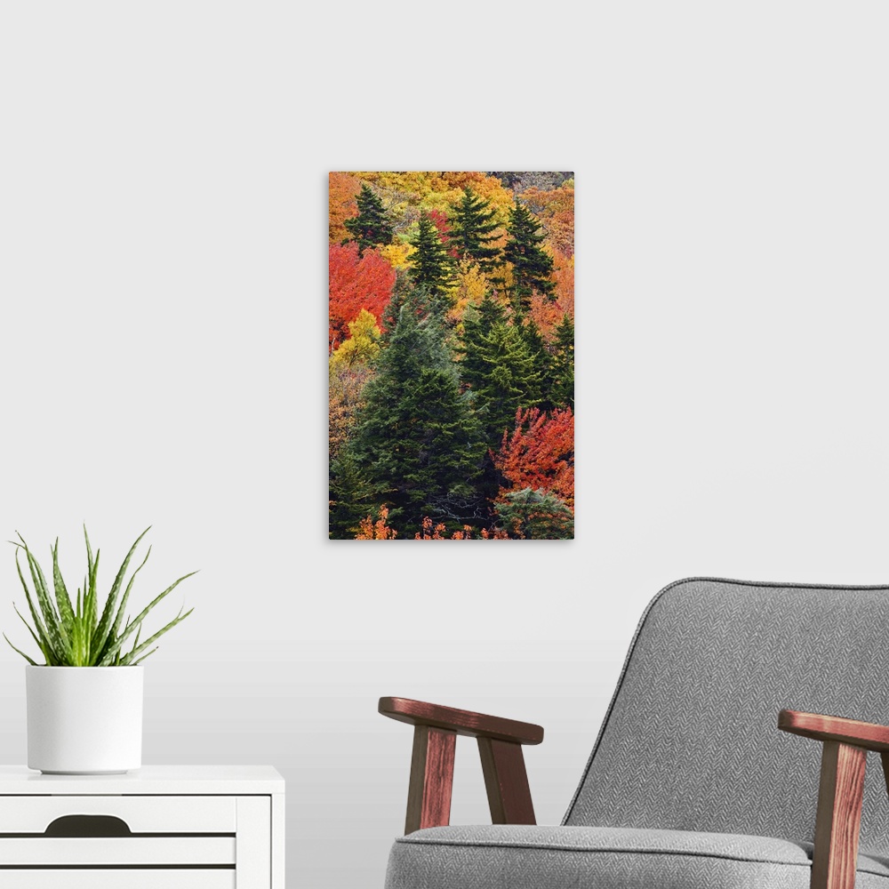 A modern room featuring Fall colors in the southern Appalachian Mountains near Grandfather Mountain, North Carolina