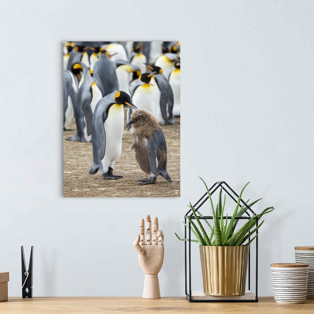 A bohemian room featuring Feeding a chick in brown plumage. King Penguin on Falkland Islands.