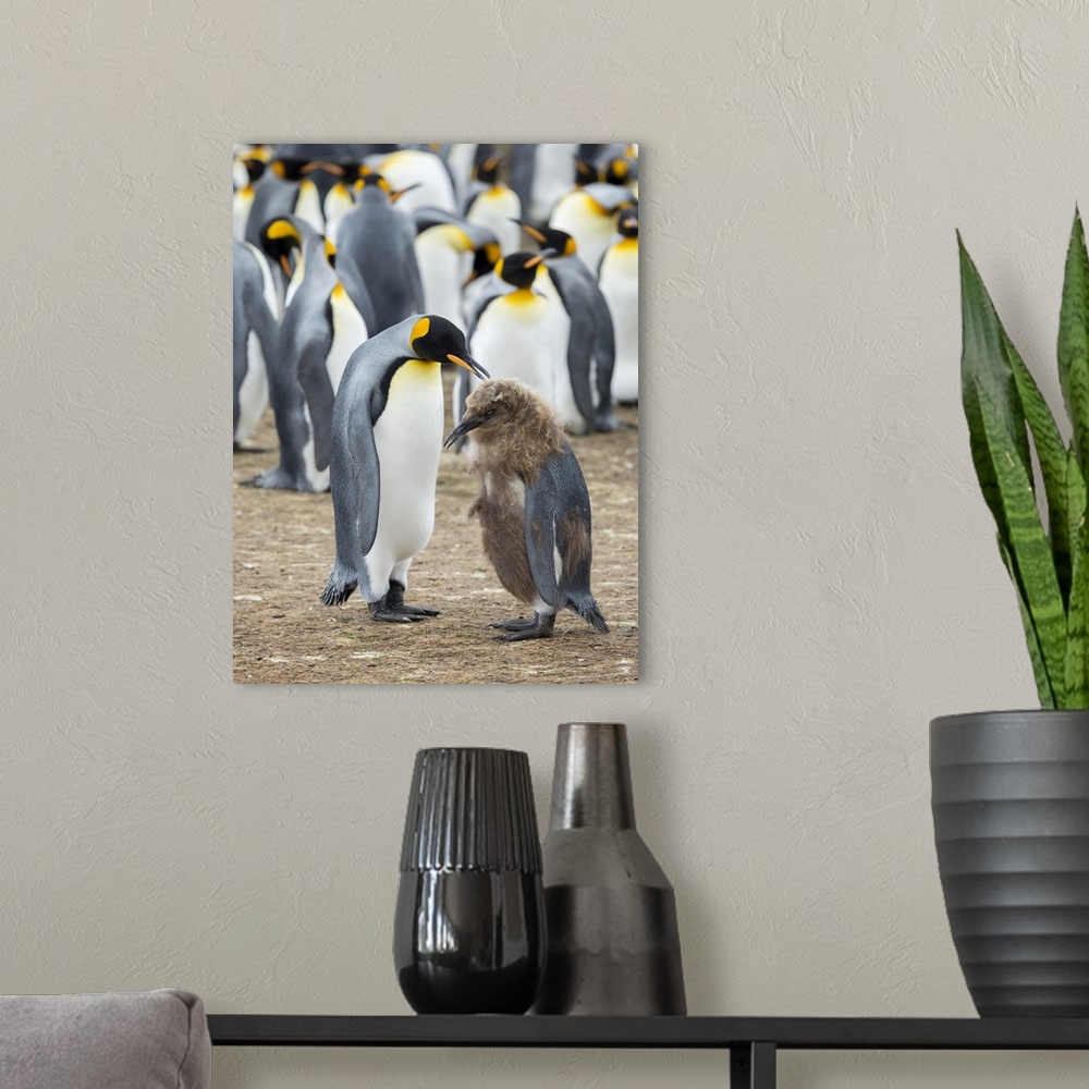 A modern room featuring Feeding a chick in brown plumage. King Penguin on Falkland Islands.