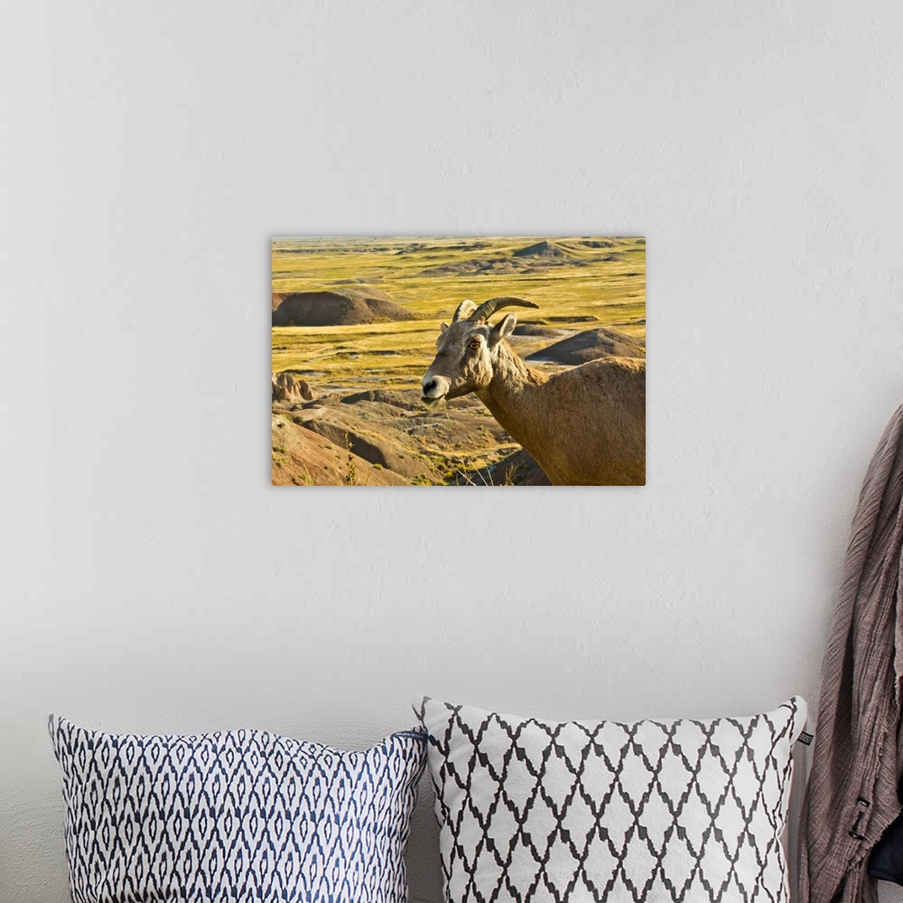 A bohemian room featuring female Bighorn Sheep; in landscape; Badlands Loop Road; Badlands National Park; South Dakota; USA