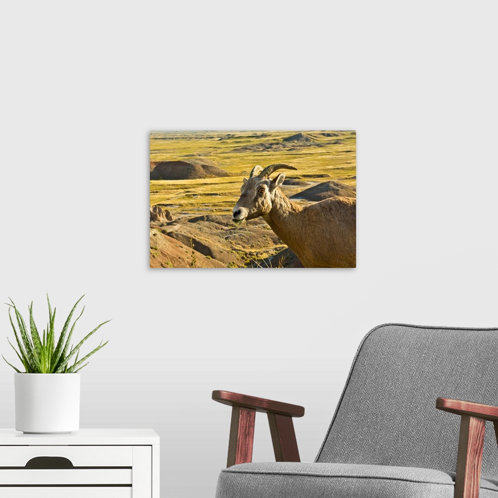 A modern room featuring female Bighorn Sheep; in landscape; Badlands Loop Road; Badlands National Park; South Dakota; USA