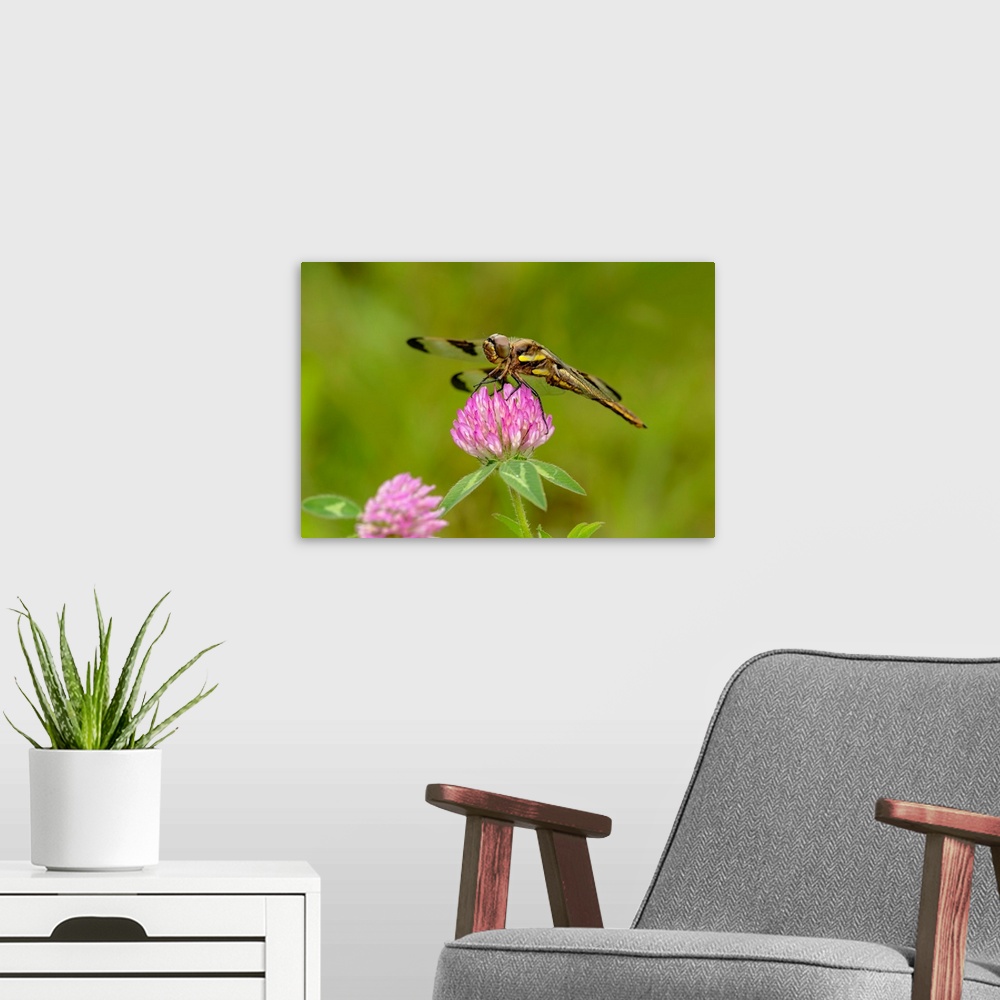 A modern room featuring Female Blue Dasher dragonfly on clover, Pachydiplax longipennis, Kentucky
