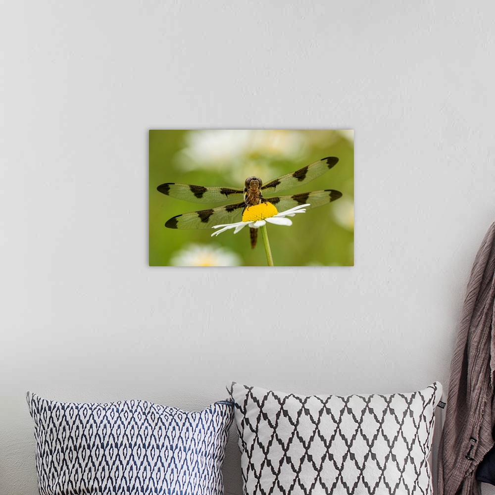 A bohemian room featuring Female Blue Dasher dragonfly on daisy, Pachydiplax longipennis, Kentucky