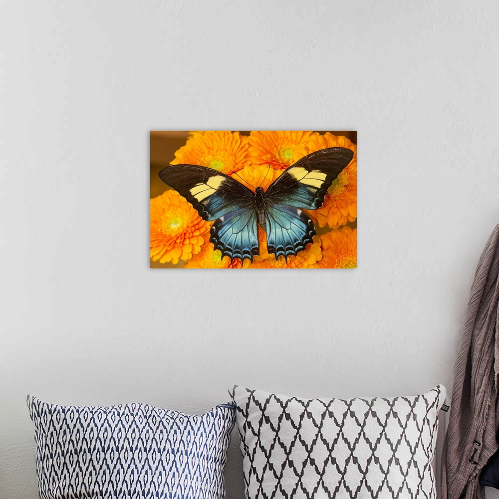 A bohemian room featuring Female butterfly (papilio androgeos) from Peru on orange gerber daisies